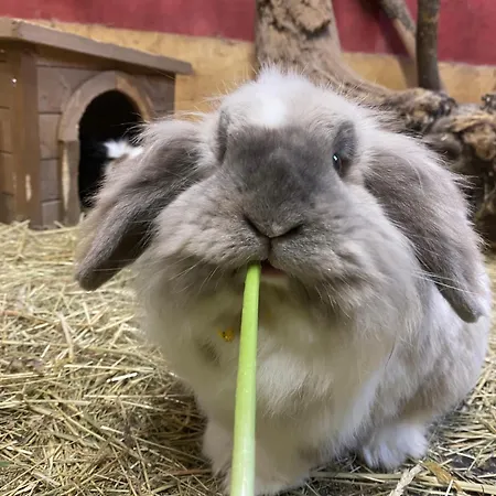 度假居 Waldhart 厄姆豪森